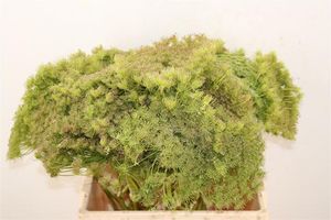 DILLE ZAADDOOS NATUREL 60CM PER TAK 60